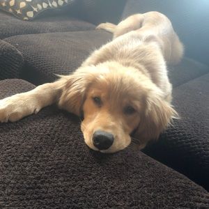 Meet your Posher, Rose